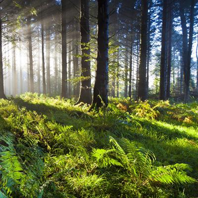 KOKapp下载手机版