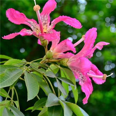 4949澳门免费资料大全下载手机版